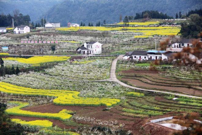 沐川高笋乡富硒茶果（沐川高笋乡富硒茶果）-硒宝网