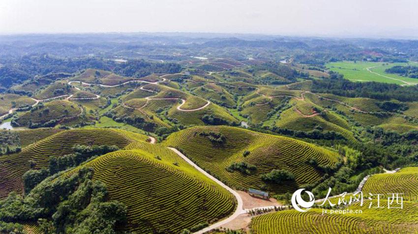 江西万安黄金富硒茶（江西黄金茶图片和价格）-硒宝网