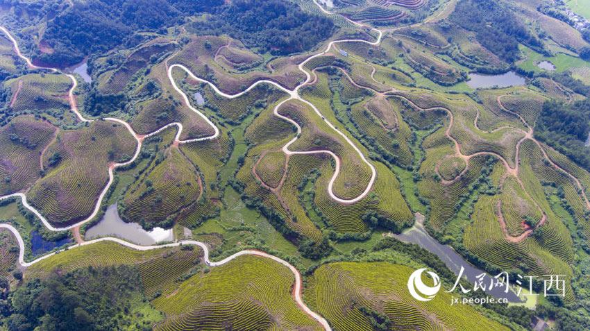 江西万安黄金富硒茶（江西黄金茶图片和价格）-硒宝网