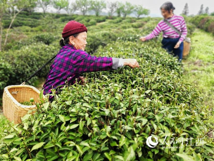 江西万安黄金富硒茶（江西黄金茶图片和价格）-硒宝网