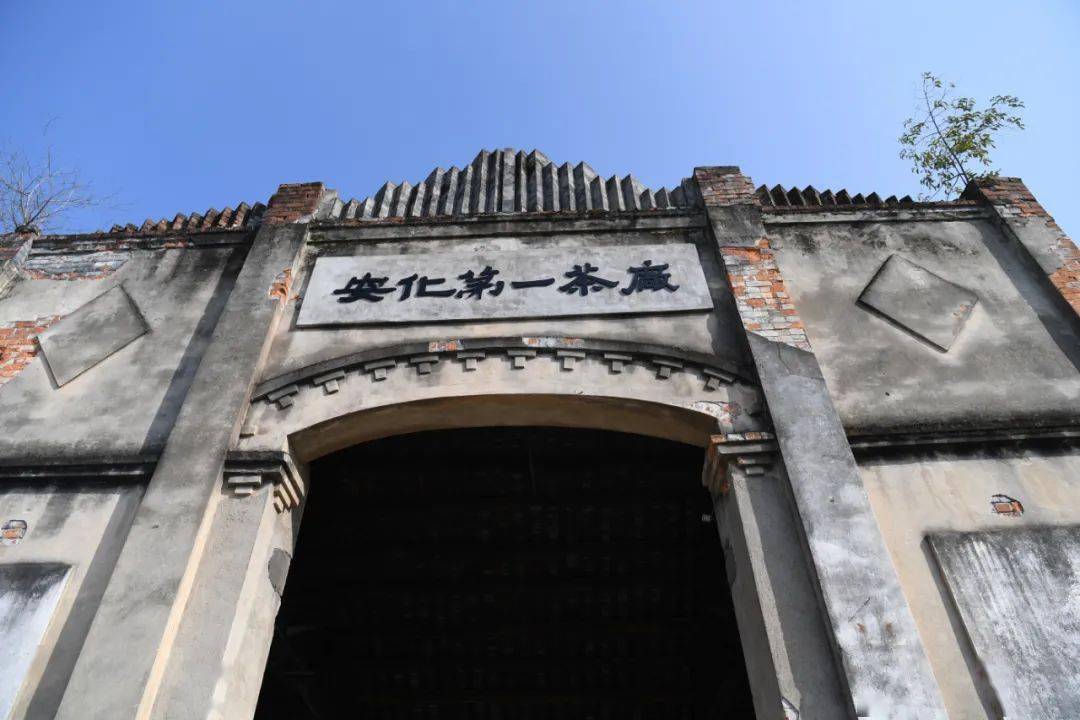 富硒黑茶是哪里产的(富硒黑茶多少钱)-硒宝网