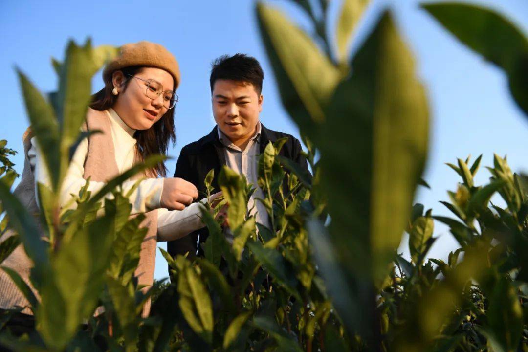 富硒黑茶是哪里产的(富硒黑茶多少钱)-硒宝网