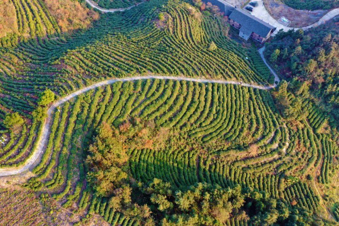 富硒黑茶是哪里产的(富硒黑茶多少钱)-硒宝网