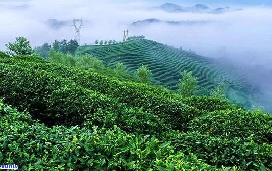 富硒茶喝多会掉发吗（喝掉茶发富硒会发胖吗）-硒宝网