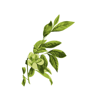 福建富硒八仙茶加工(福建茶八仙加工富硒的方法)-硒宝网