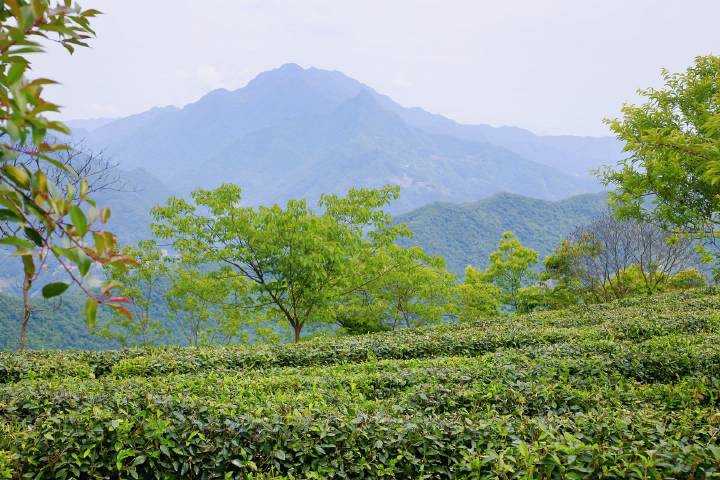 岚皋县南宫山富硒茶(南宫山富硒茶属于什么茶)-硒宝网