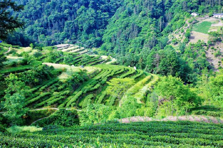 岚皋县南宫山富硒茶(南宫山富硒茶属于什么茶)-硒宝网