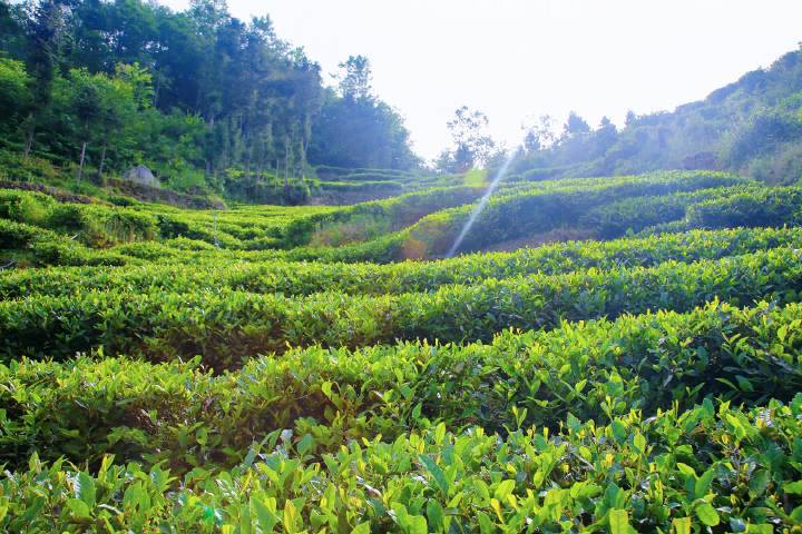岚皋县南宫山富硒茶(南宫山富硒茶属于什么茶)-硒宝网