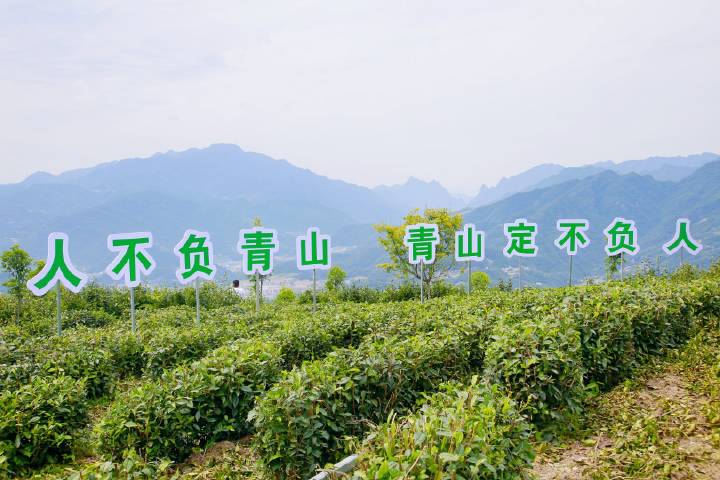 岚皋县南宫山富硒茶(南宫山富硒茶属于什么茶)-硒宝网