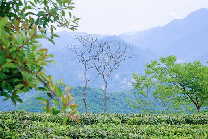 岚皋县南宫山富硒茶(南宫山富硒茶属于什么茶)-硒宝网