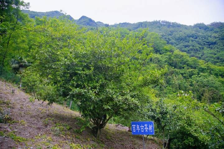 岚皋县南宫山富硒茶(南宫山富硒茶属于什么茶)-硒宝网