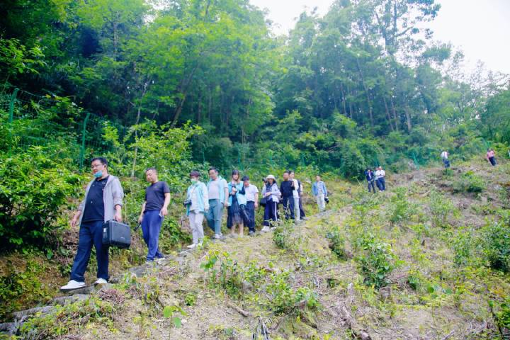 岚皋县南宫山富硒茶(南宫山富硒茶属于什么茶)-硒宝网