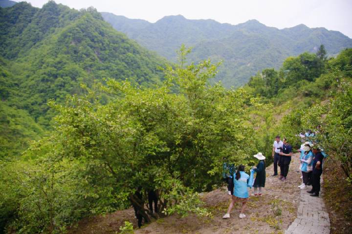 岚皋县南宫山富硒茶(南宫山富硒茶属于什么茶)-硒宝网