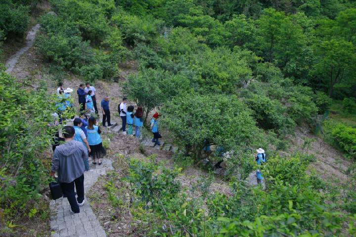 岚皋县南宫山富硒茶(南宫山富硒茶属于什么茶)-硒宝网
