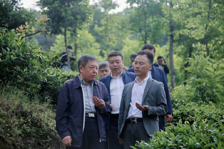 岚皋县南宫山富硒茶(南宫山富硒茶属于什么茶)-硒宝网