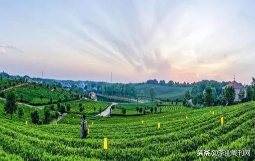 茗品富硒贡茶好喝吗(富硒贡茶价格)-硒宝网