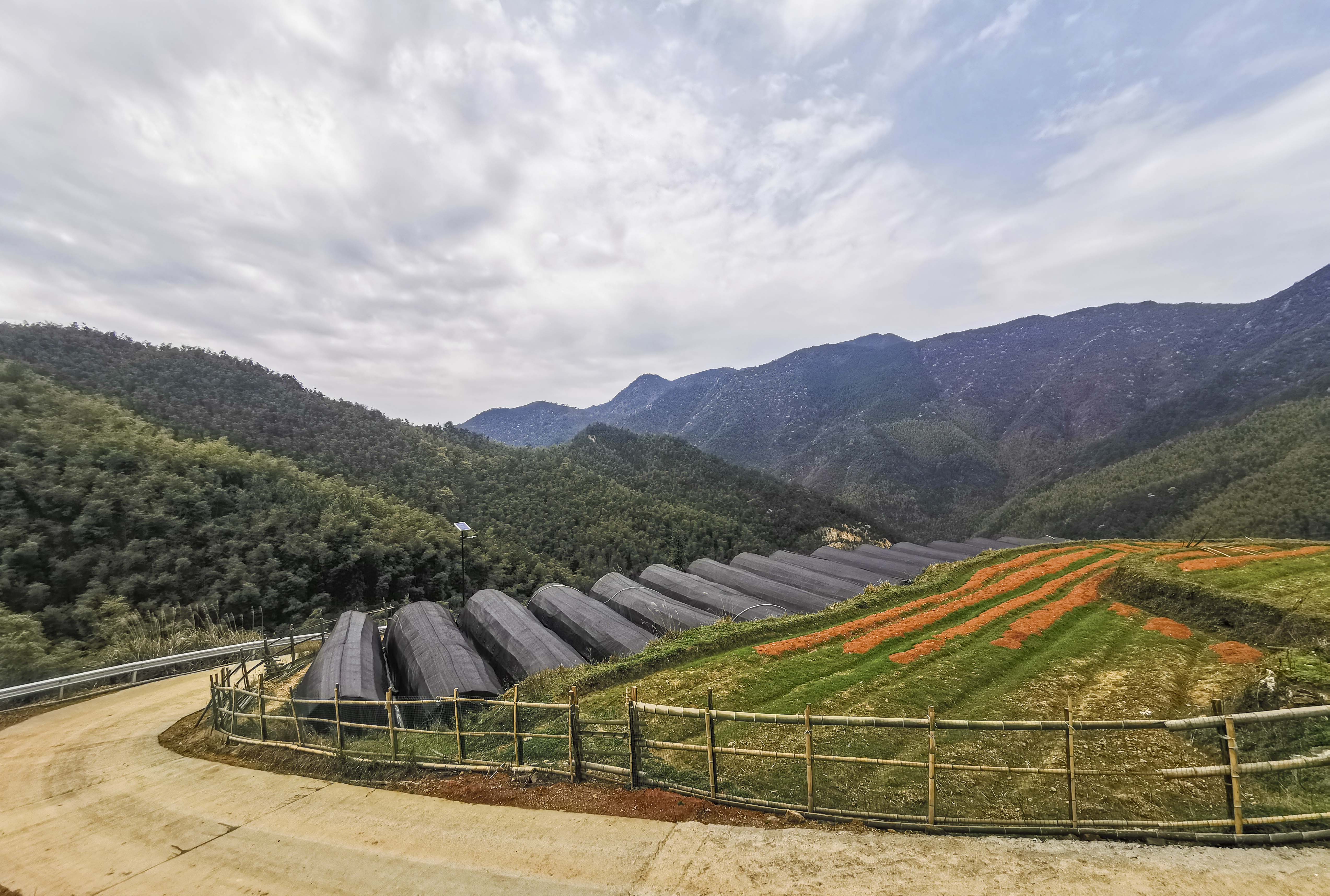 茗品富硒贡茶好喝吗(富硒贡茶是绿茶吗)-硒宝网