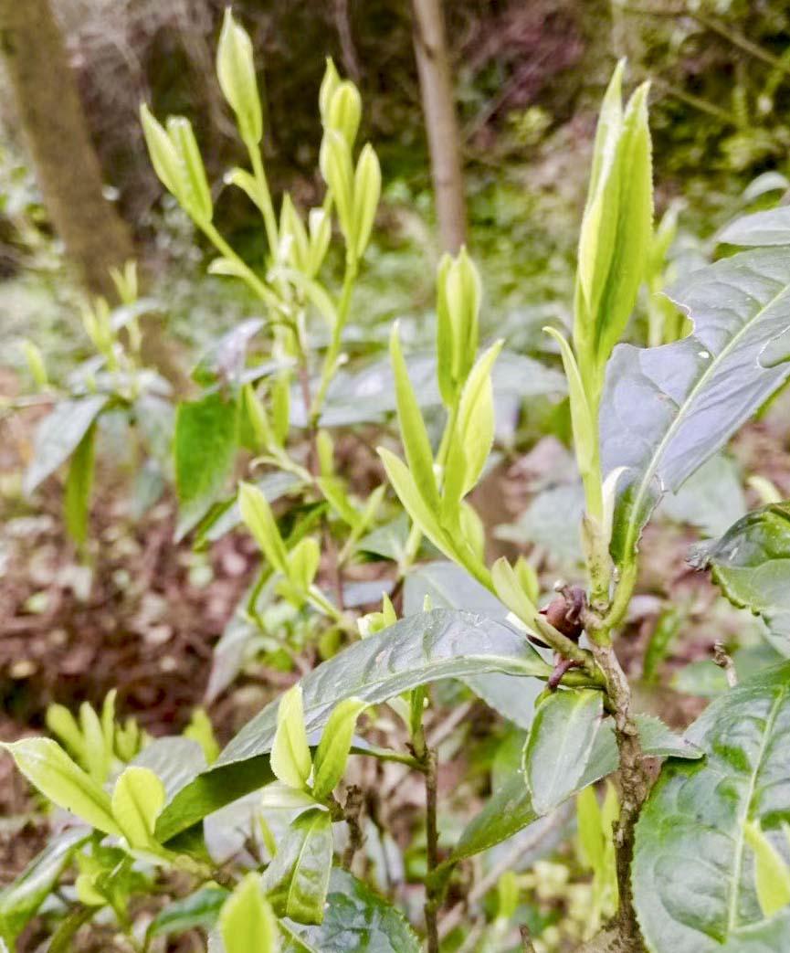 茗品富硒贡茶好喝吗(富硒贡茶是绿茶吗)-硒宝网