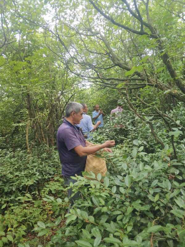 茗品富硒贡茶好喝吗(富硒贡茶是绿茶吗)-硒宝网