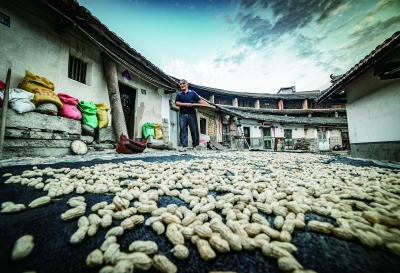 漳州诏安富硒八仙茶(福建诏安富硒八仙茶)-硒宝网