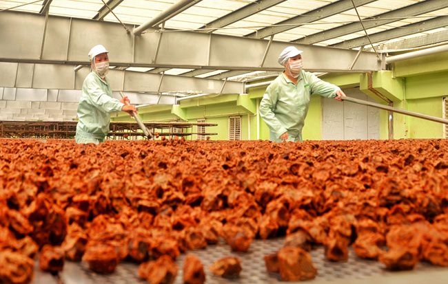 漳州诏安富硒八仙茶（诏安八仙茶茶王）-硒宝网