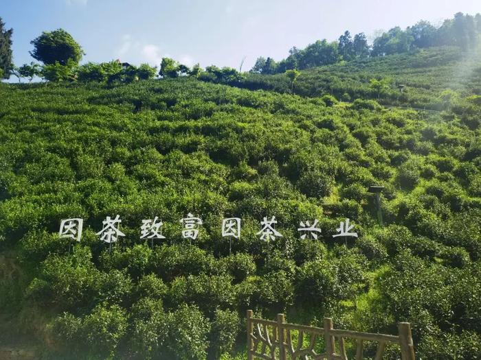 紫阳县富硒茶采摘园(紫阳富硒茶山)-硒宝网