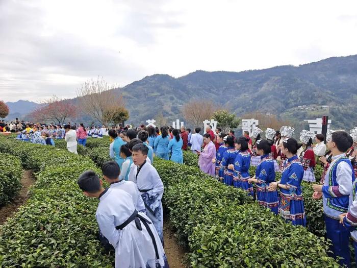 紫阳县富硒茶采摘园(紫阳富硒茶山)-硒宝网