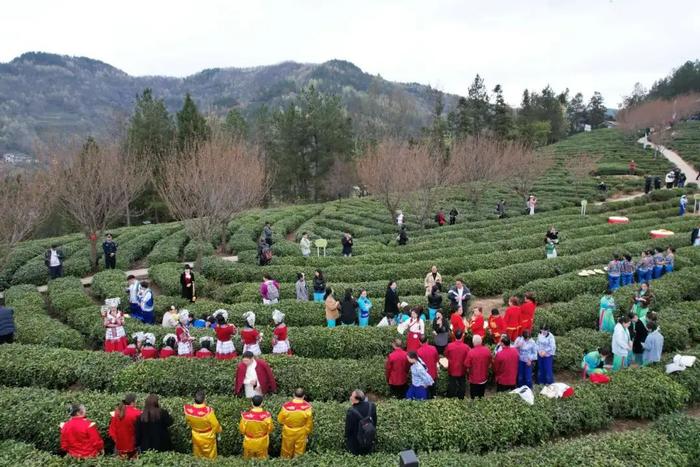 紫阳县富硒茶采摘园(紫阳富硒茶山)-硒宝网