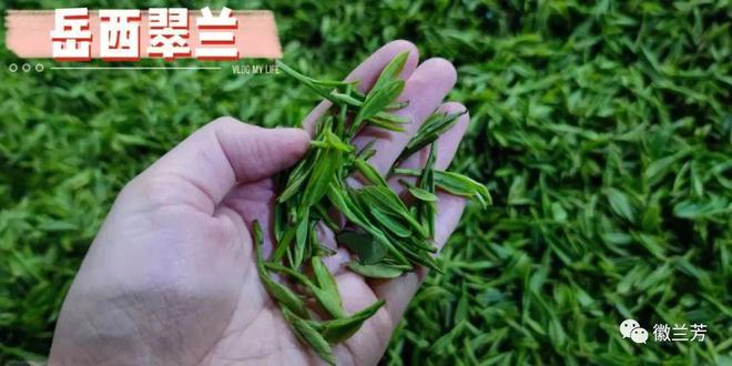 岳西翠兰是富硒茶吗（岳西翠兰2021新茶价格）-硒宝网