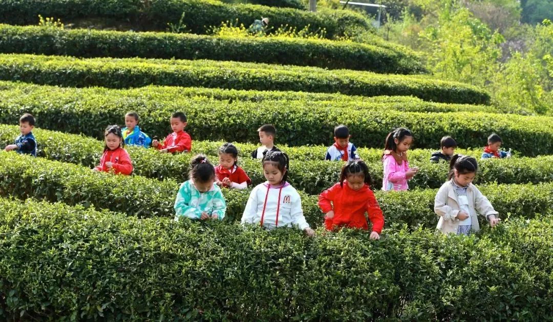 紫阳富硒茶属热属凉(紫阳茶富硒茶)-硒宝网