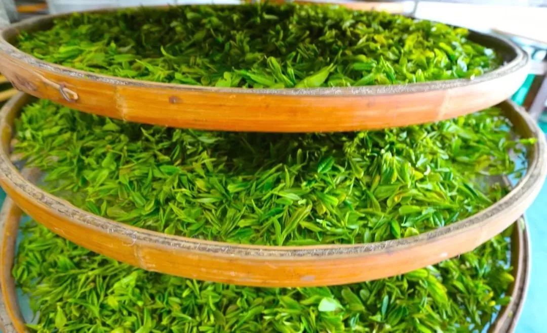 紫阳富硒茶属热属凉(紫阳茶富硒茶)-硒宝网