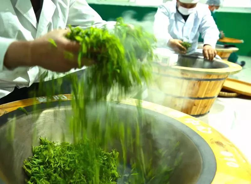 紫阳富硒茶属热属凉(紫阳茶富硒茶)-硒宝网