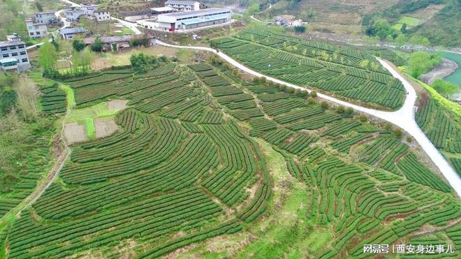 南宫山富硒茶怎么样(南宫山富硒茶价格)-硒宝网