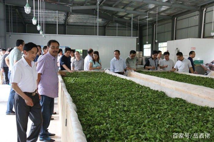 岳西翠兰是富硒茶吗（岳西翠兰茶的功效与作用）-硒宝网