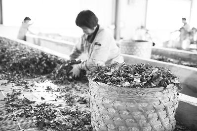 重庆富硒八仙茶价格(富硒八仙茶介绍)-硒宝网