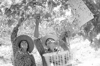 重庆富硒八仙茶价格(富硒八仙茶介绍)-硒宝网