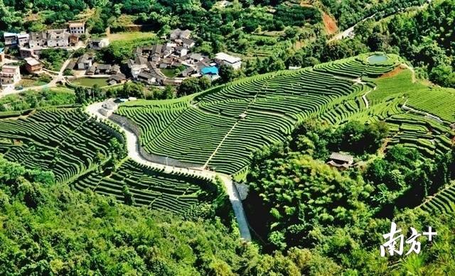 梅州富硒茶基在那里（梅州富硒）-硒宝网