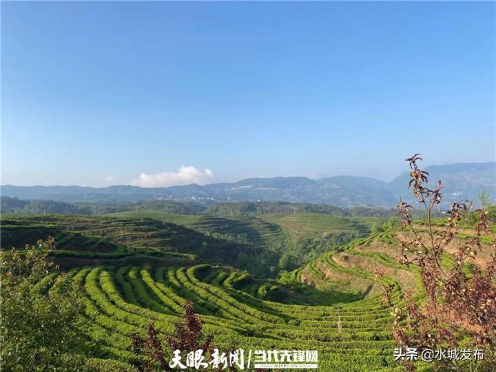 水城富硒茶妙笔生花(水城县富硒茶产业示范园区)-硒宝网