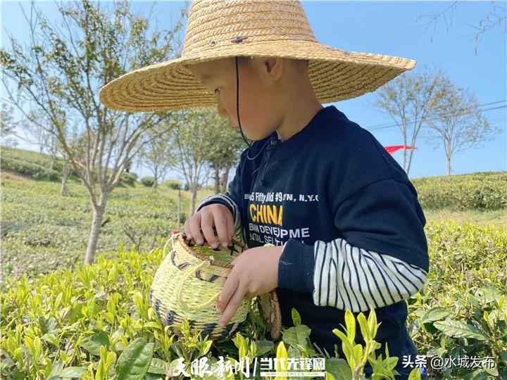 水城富硒茶妙笔生花(水城县富硒茶产业示范园区)-硒宝网