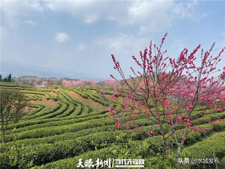 水城富硒茶妙笔生花(水城县富硒茶产业示范园区)-硒宝网
