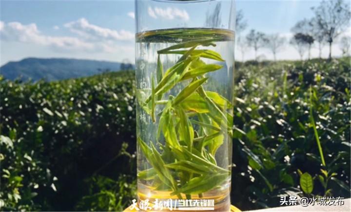 水城富硒茶妙笔生花(水城县富硒茶产业示范园区)-硒宝网