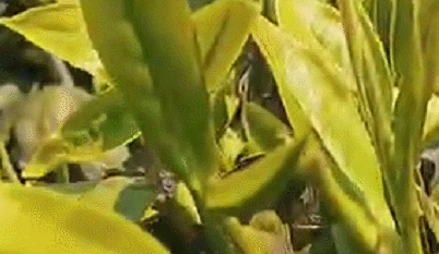 水城富硒茶妙笔生花(水城县富硒茶产业示范园区)-硒宝网