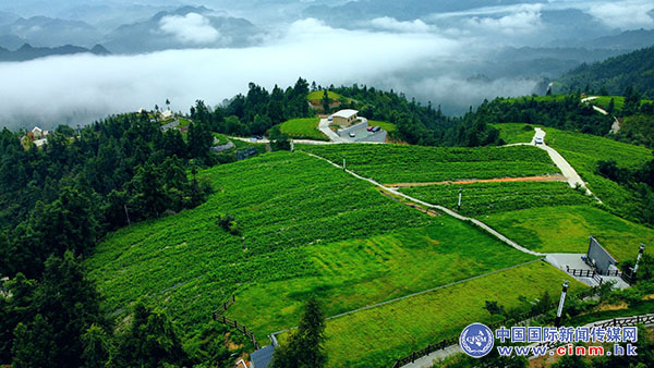 来凤富硒藤茶百福司(富硒来凤藤茶的作用)-硒宝网