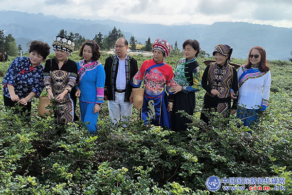 来凤富硒藤茶百福司(富硒来凤藤茶的作用)-硒宝网