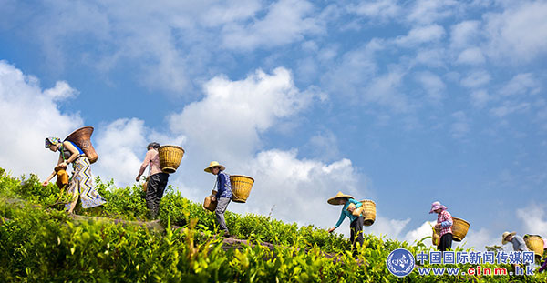 来凤富硒藤茶百福司(富硒来凤藤茶的作用)-硒宝网