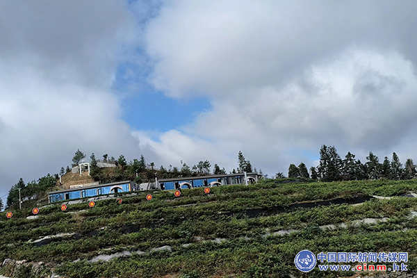 来凤富硒藤茶百福司(富硒来凤藤茶的作用)-硒宝网