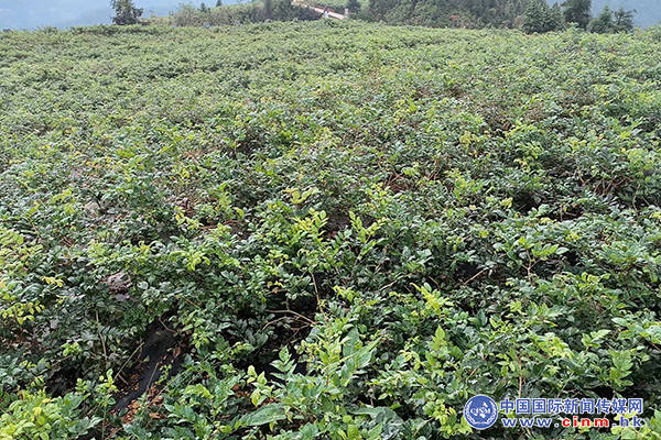 来凤富硒藤茶百福司(富硒来凤藤茶的作用)-硒宝网