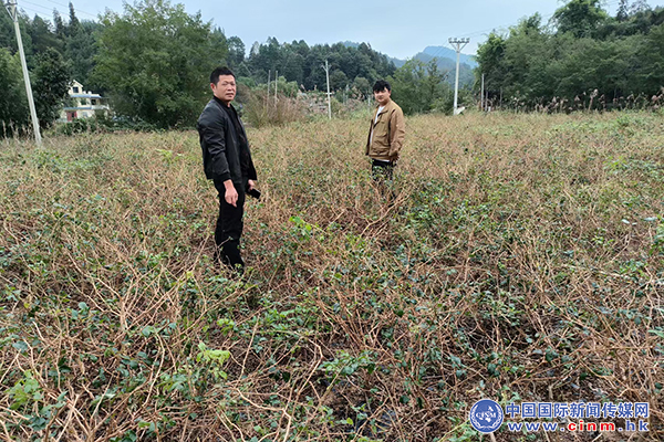 来凤富硒藤茶百福司(富硒来凤藤茶的作用)-硒宝网