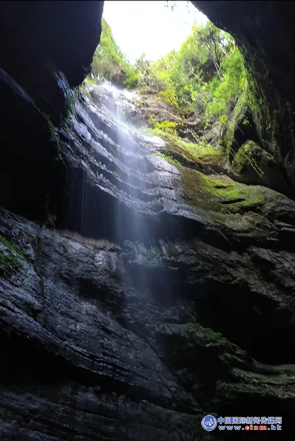 来凤富硒藤茶百福司(富硒来凤藤茶的作用)-硒宝网