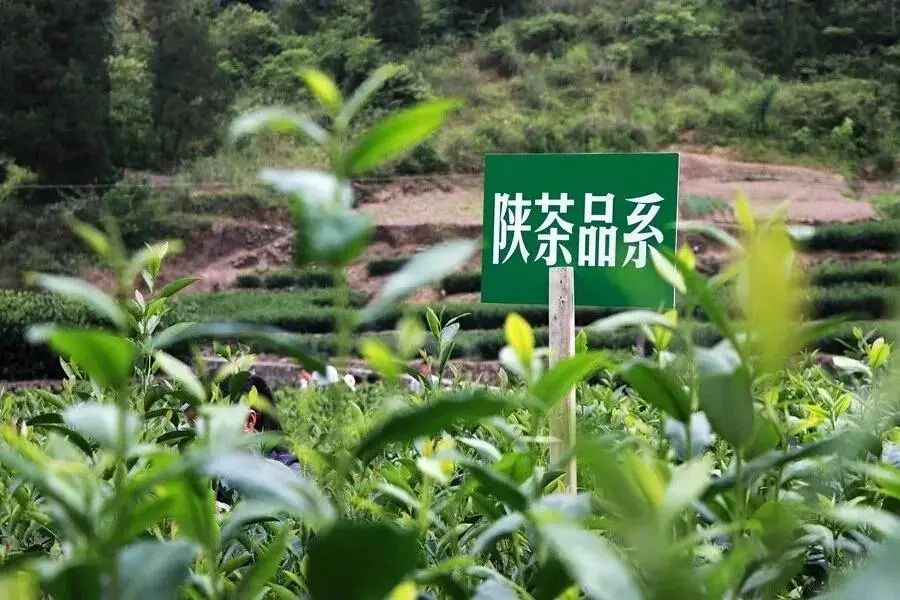 紫阳富硒茶品牌价值(紫阳富硒茶品种和单价)-硒宝网